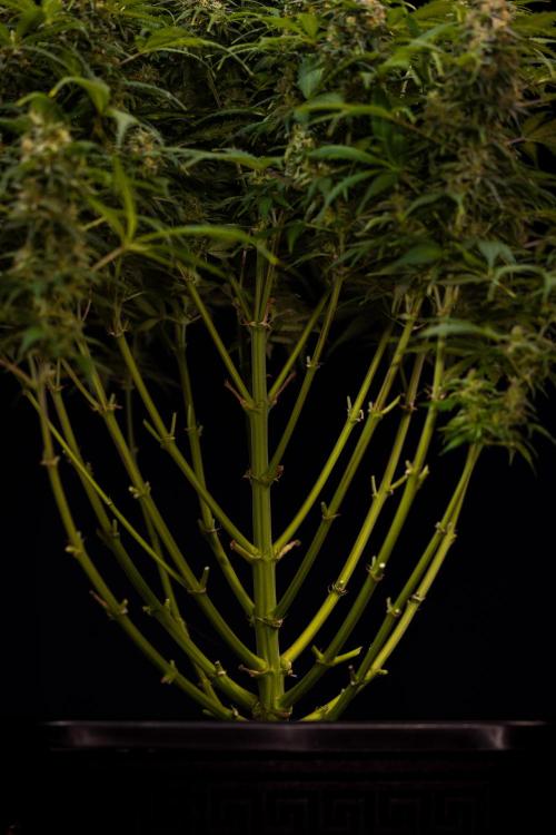 Dutch Auto - Spliff Seeds. Week 13