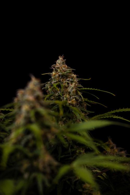 Dutch Auto - Spliff Seeds. Week 13