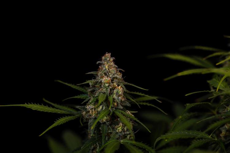 Dutch Auto - Spliff Seeds. Week 13