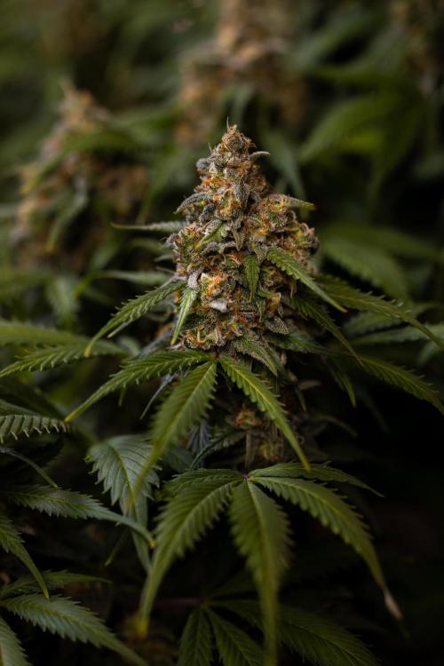 Dutch Auto - Spliff Seeds. Week 13