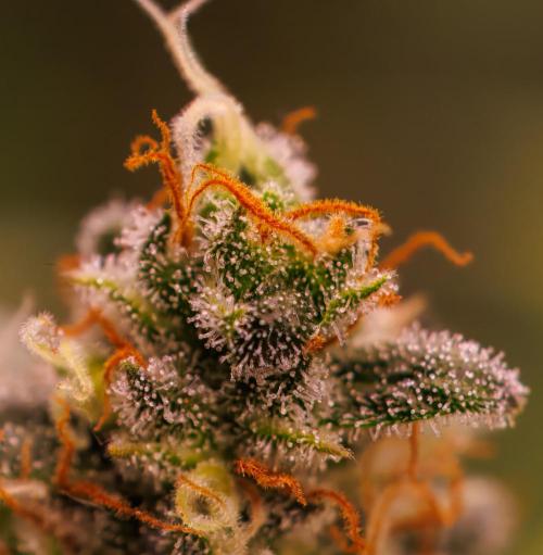 Dutch Auto - Spliff Seeds. Week 13