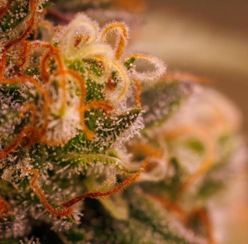Dutch Auto - Spliff Seeds. Week 13