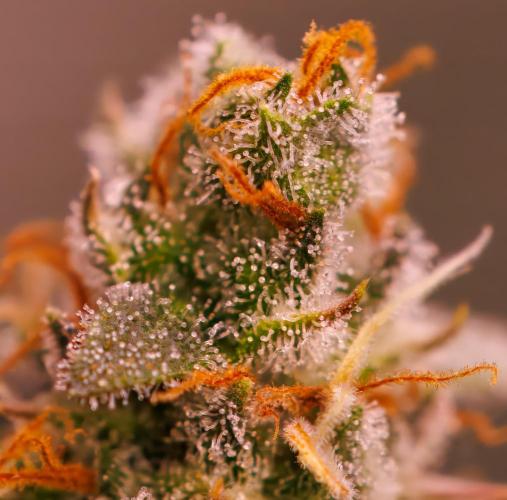 Dutch Auto - Spliff Seeds. Week 13