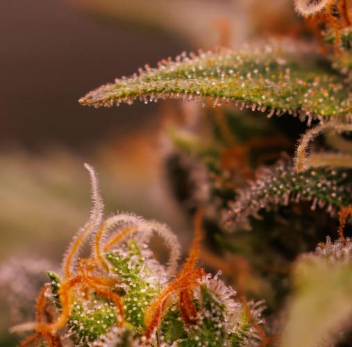 Dutch Automatic. Week 13
