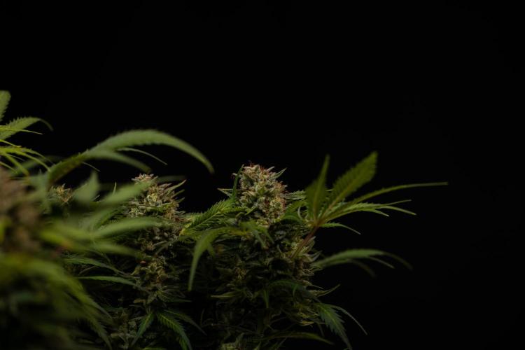 Mega Power Plant Auto - Spliff Seeds. Week 13