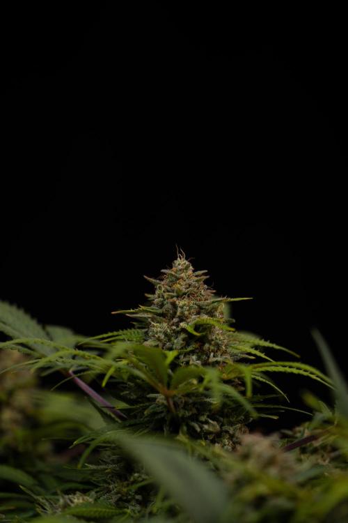 Mega Power Plant Auto - Spliff Seeds. Week 13