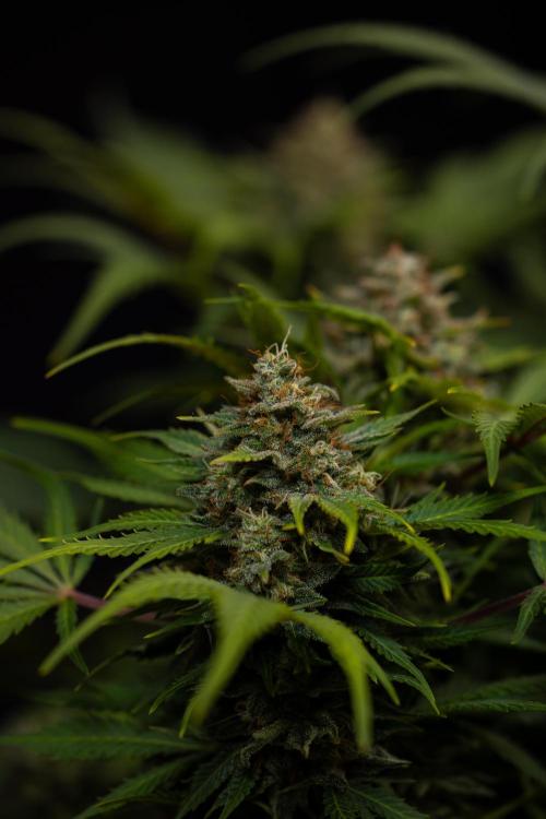 Mega Power Plant Auto - Spliff Seeds. Week 13