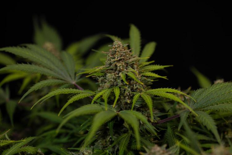 Mega Power Plant Auto - Spliff Seeds. Week 13