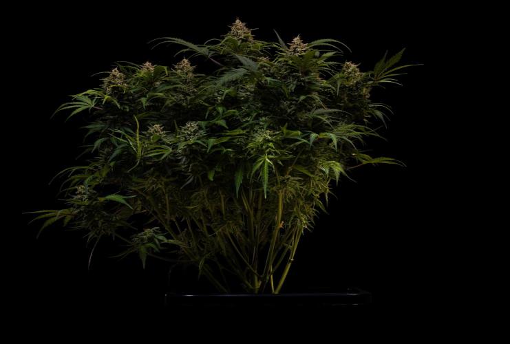 Mega Power Plant Auto - Spliff Seeds. Week 13