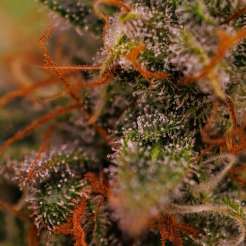 Mega Power Plant Auto - Spliff Seeds. Week 13