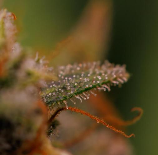 Mega Power Plant Auto - Spliff Seeds. Week 13