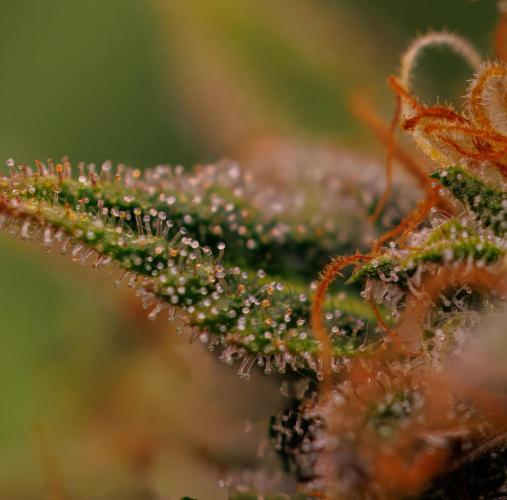 Mega Power Plant Auto - Spliff Seeds. Week 13