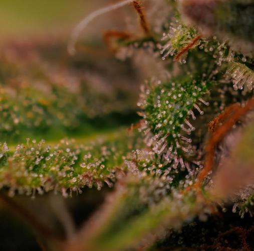 Mega Power Plant Auto - Spliff Seeds. Week 13