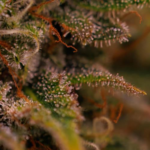 Mega Power Plant Auto - Spliff Seeds. Week 13