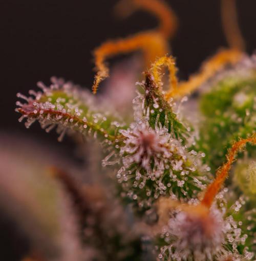 Mega Power Plant Auto - Spliff Seeds. Week 13