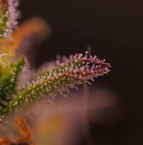 Mega Power Plant Auto - Spliff Seeds. Week 13