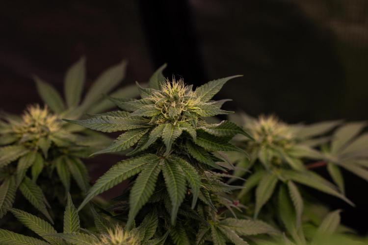 Tester# 494 x 1500 - Paradise Seeds. Week 11