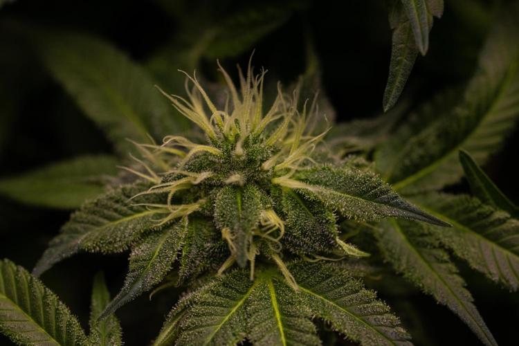 Tester# 494 x 1500 - Paradise Seeds. Week 11