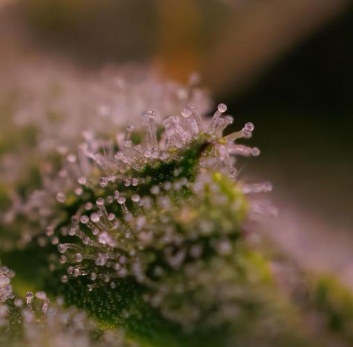Tester# 494 x 1500 - Paradise Seeds. Week 11
