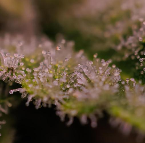 Tester# 494 x 1500 - Paradise Seeds. Week 11