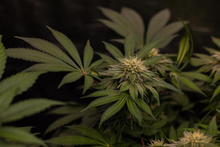 Tester# 60zB x 1500 - Paradise Seeds. Week 11