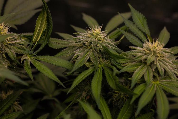 Tester# 60zB x 1500 - Paradise Seeds. Week 11
