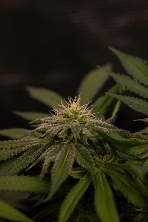 Tester# 60zB x 1500 - Paradise Seeds. Week 11
