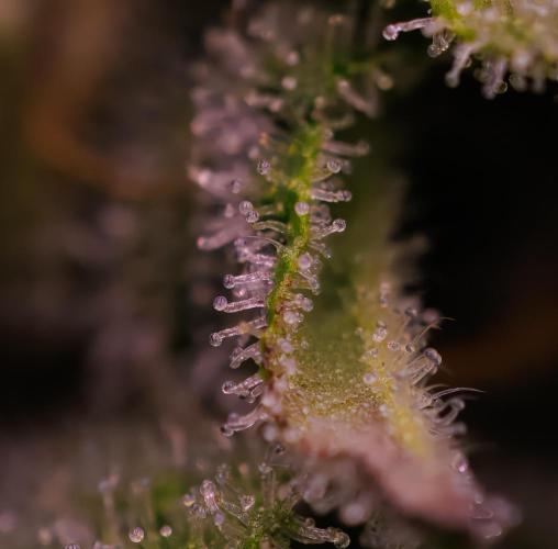 Tester# 60zB x 1500 - Paradise Seeds. Week 11