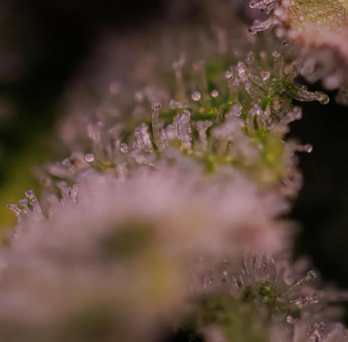 Tester# 60zB x 1500 - Paradise Seeds. Week 11