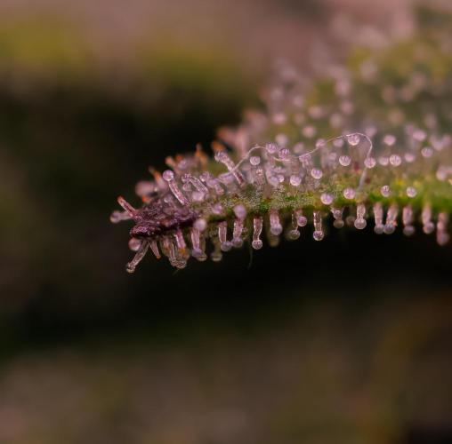 Tester# 604d x 1500 - Paradise Seeds. Week 11
