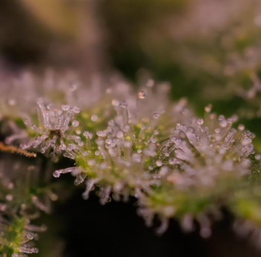 Tester# 604d x 1500 - Paradise Seeds. Week 11