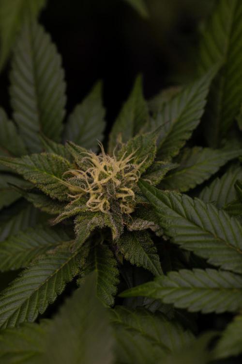 Tester# 604d x 1500 - Paradise Seeds. Week 11