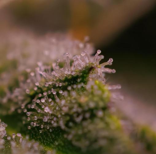 Tester# 605E x 1500. Week 11
