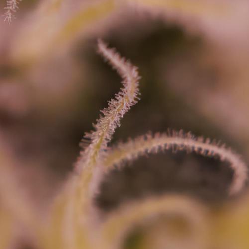 Tester# 605E x 1500. Week 11