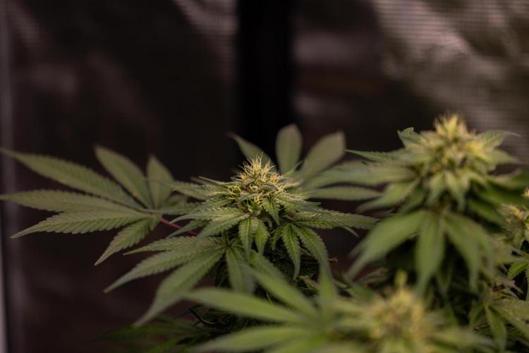 Tester# 494 x 1500 - Paradise Seeds. Week 12