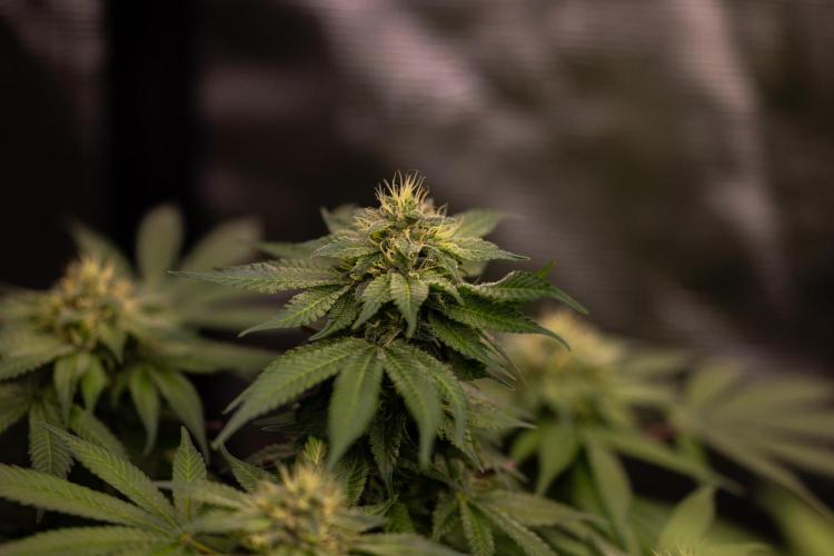 Tester# 494 x 1500 - Paradise Seeds. Week 12