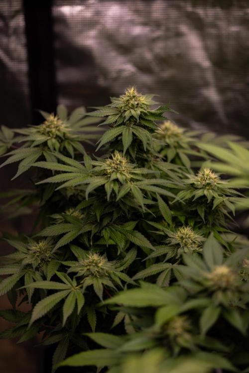 Tester# 494 x 1500 - Paradise Seeds. Week 12