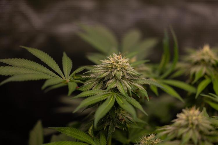 Tester# 60zB x 1500 - Paradise Seeds. Week 12