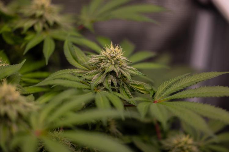 Tester# 60zB x 1500 - Paradise Seeds. Week 12