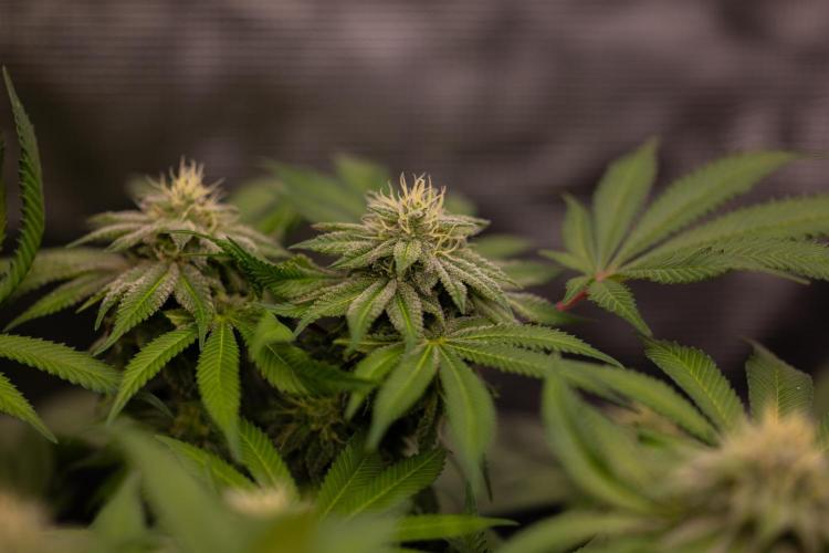 Tester# 60zB x 1500 - Paradise Seeds. Week 12