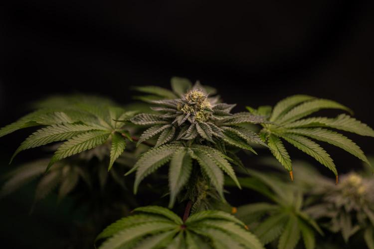 Tester# 604d x 1500 - Paradise Seeds. Week 12