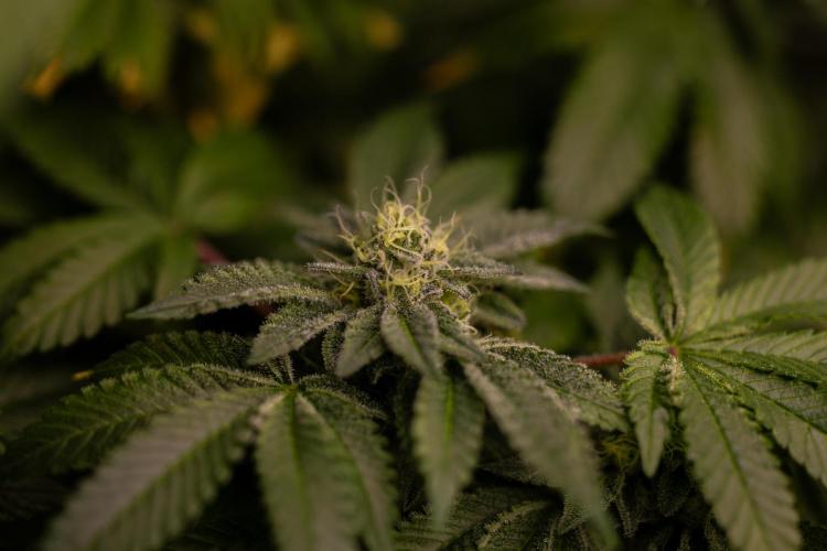 Tester# 604d x 1500 - Paradise Seeds. Week 12