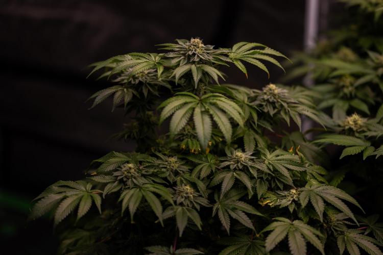 Tester# 604d x 1500 - Paradise Seeds. Week 12