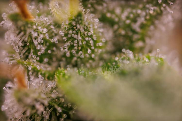 Tester# 60zB x 1500 - Paradise Seeds. Week 13