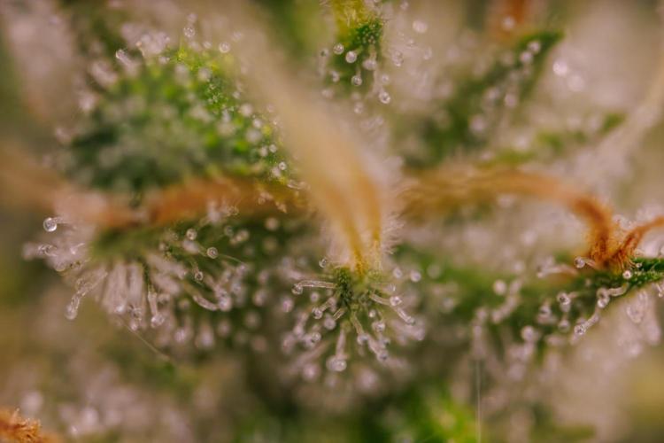 Tester# 60zB x 1500 - Paradise Seeds. Week 13
