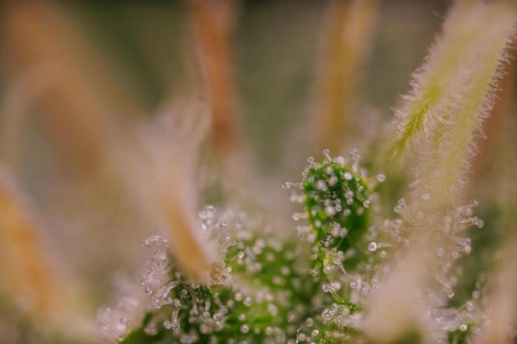 Tester# 60zB x 1500 - Paradise Seeds. Week 13