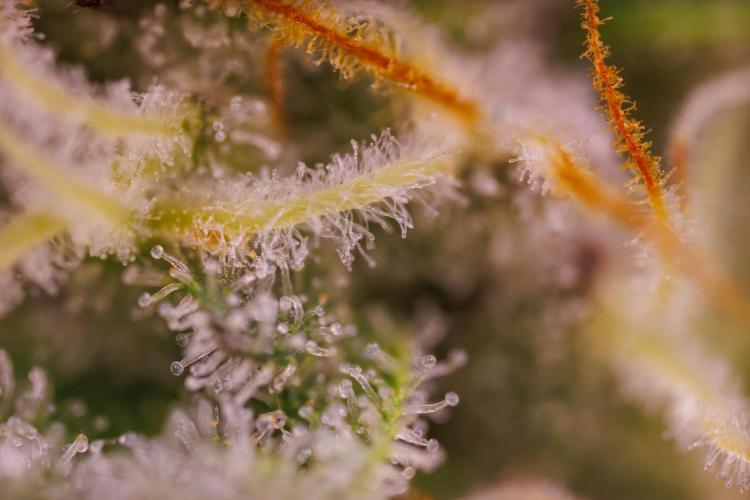 Tester# 494 x 1500 - Paradise Seeds. Week 13