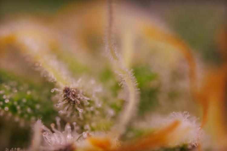 Tester# 494 x 1500 - Paradise Seeds. Week 13