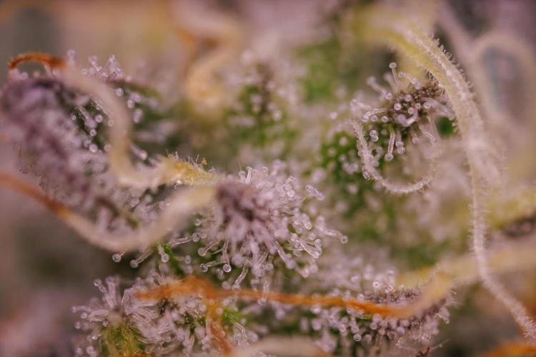 Tester# 494 x 1500 - Paradise Seeds. Week 13