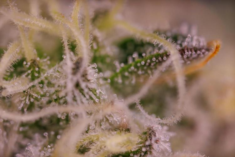 Tester# 494 x 1500 - Paradise Seeds. Week 13